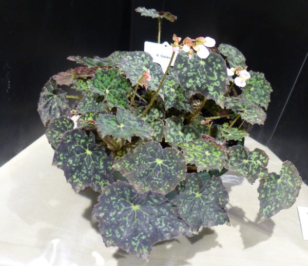 B. ‘Galaxy’